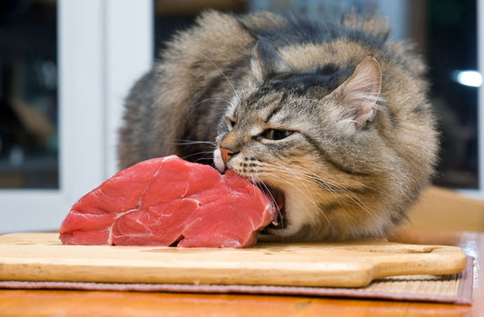 Raw Feeding for Kittens and Cats - Tuck In Healthy Pet Food & Animal Natural Health Supplies
