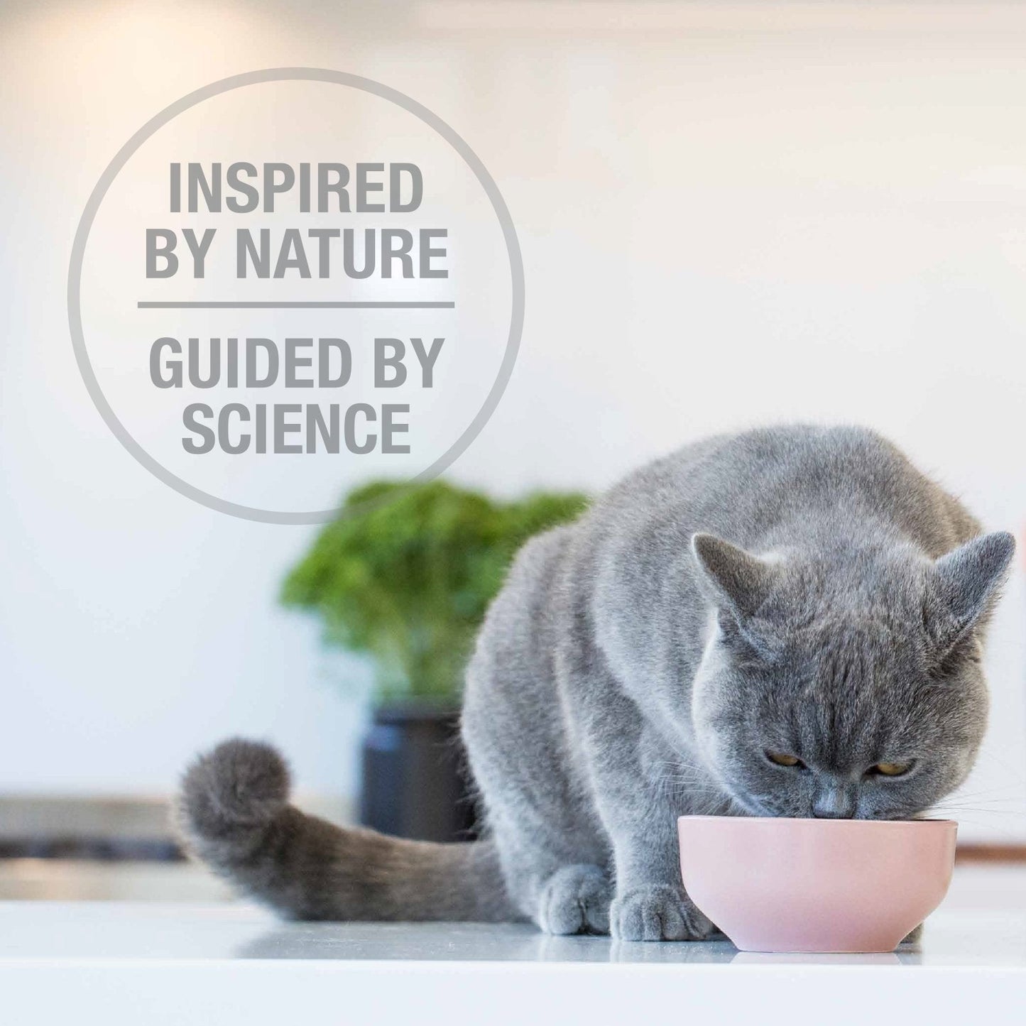 Feline Natural Grain-Free Freeze-Dried Cat Food - Lamb & King Salmon - Tuck In Healthy Pet Food & Animal Natural Health Supplies