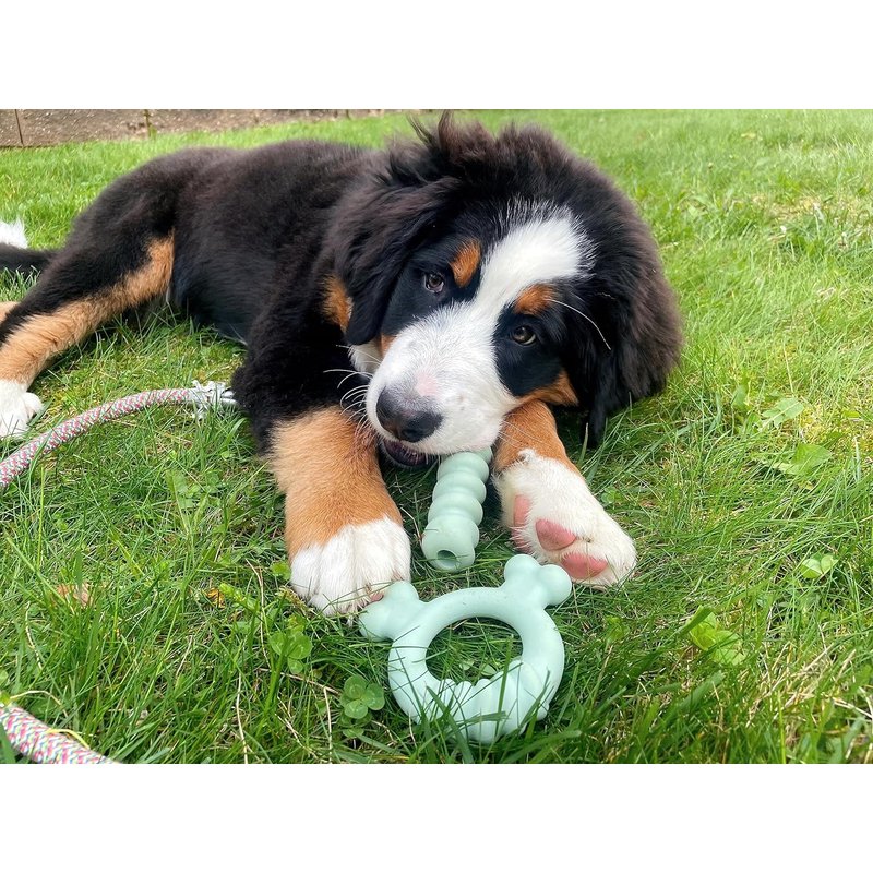 Nylabone Puppy Chew Tactile Ring - for puppies up to 11kg - Tuck In Healthy Pet Food & Animal Natural Health Supplies