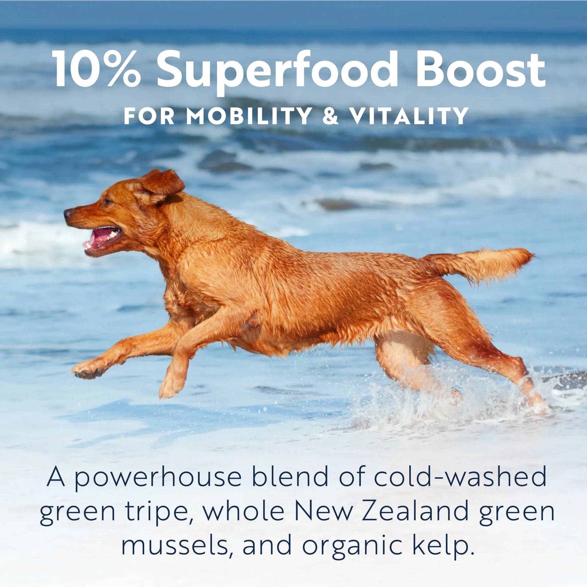 ZIWI Peak® for dogs- Superfood Boost - Mobility & Vitality - Green Tripe New Zealand Green Mussels Organic Kelp -  Warkworth