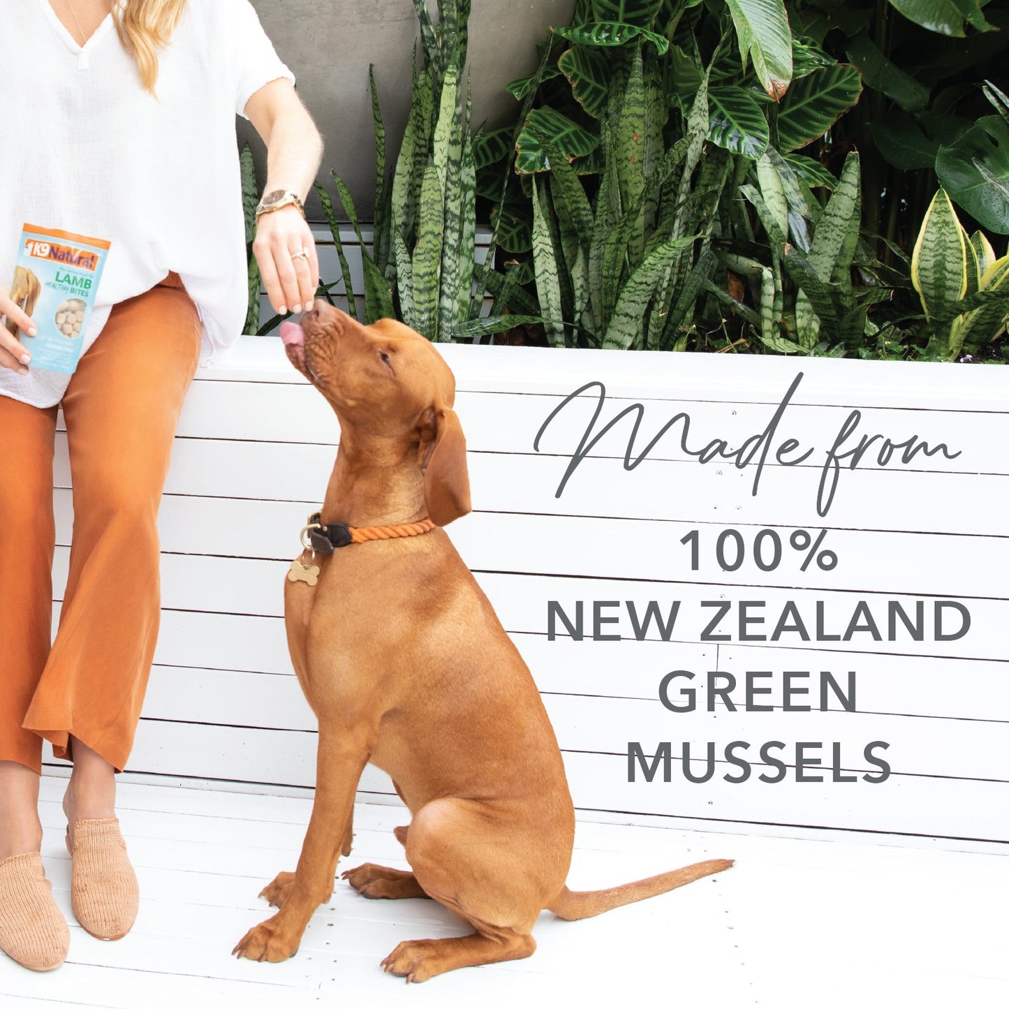 K9 Natural Grain-Free Freeze-Dried Dog Treats, New Zealand Green Lipped Mussel Bites 50g - Tuck In Healthy Pet Food & Animal Natural Health Supplies