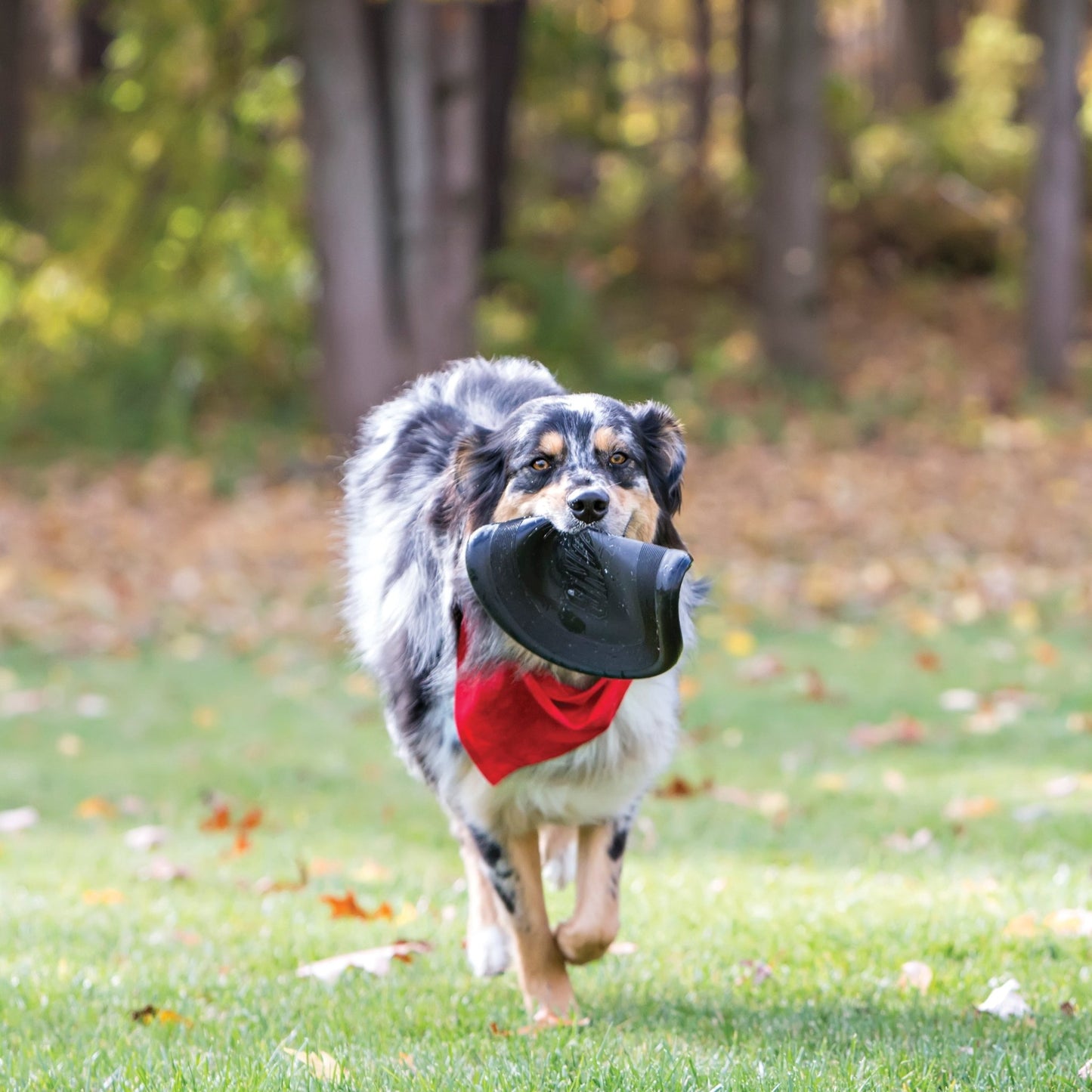 Kong Extreme Flyer - Tuck In Healthy Pet Food & Animal Natural Health Supplies