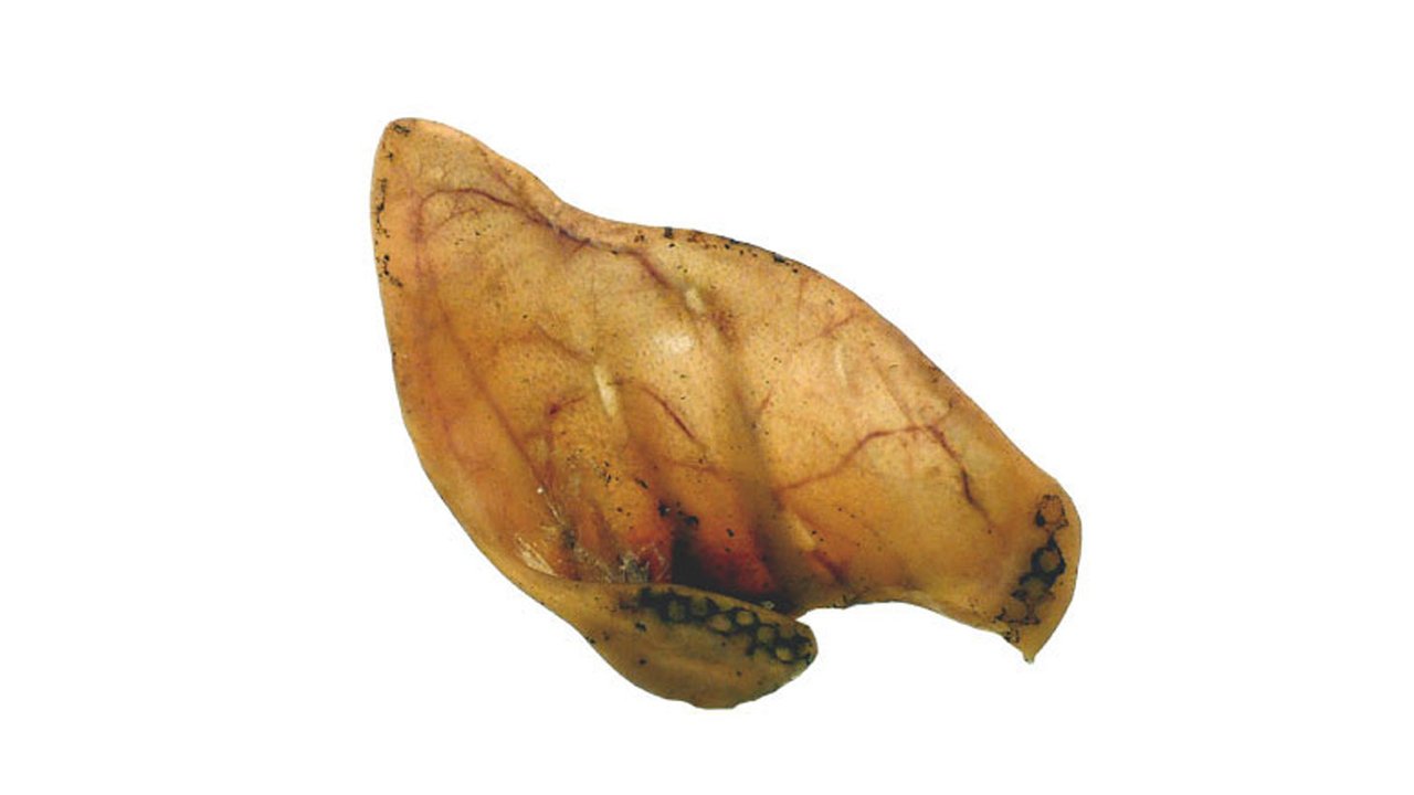 Pigs Ear - Tuck In Healthy Pet Food & Animal Natural Health Supplies