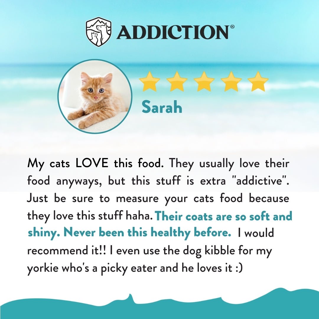 Addiction Salmon Bleu Cat, Complete & Balanced, Skin & Coat Dry Cat Food - Food - Dry - Tuck In Healthy Pet Food & Animal Natural Health Supplies