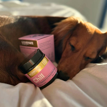 Gourmate Chill: with L - Tryptophan for Natural Mood Support - OTC - Tuck In Healthy Pet Food & Animal Natural Health Supplies