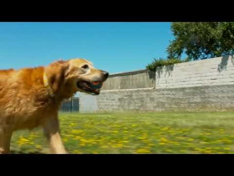 Chuckit Ultra Squeaker Ball Large - 1 Ball Only