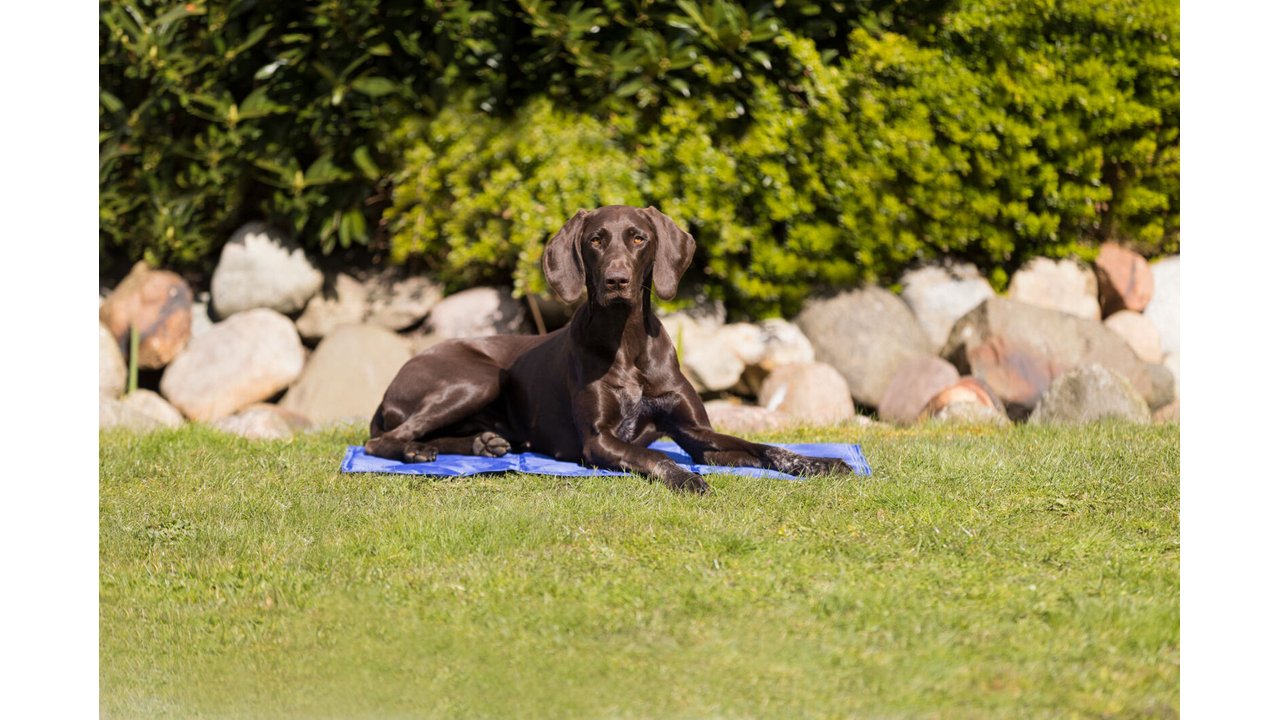 Cooling Mat for Dogs - Tuck In Healthy Pet Food & Animal Natural Health Supplies