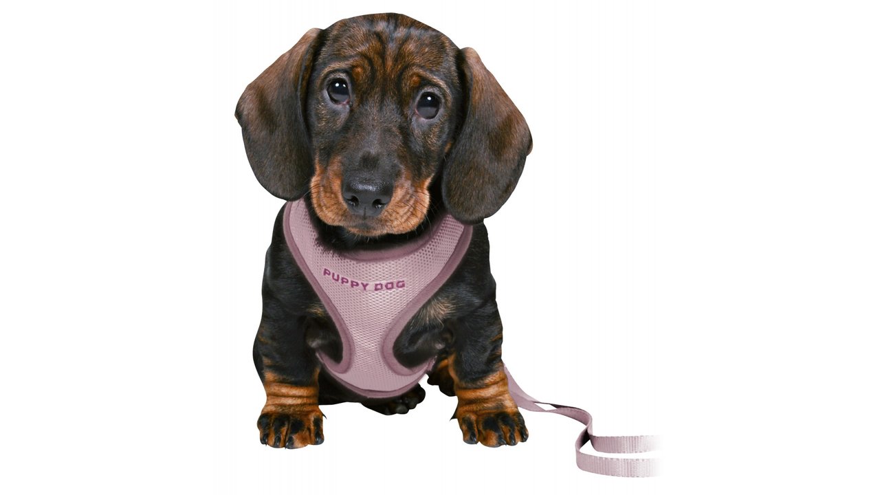 Junior Puppy Soft Harness with Leash - Tuck In Healthy Pet Food & Animal Natural Health Supplies