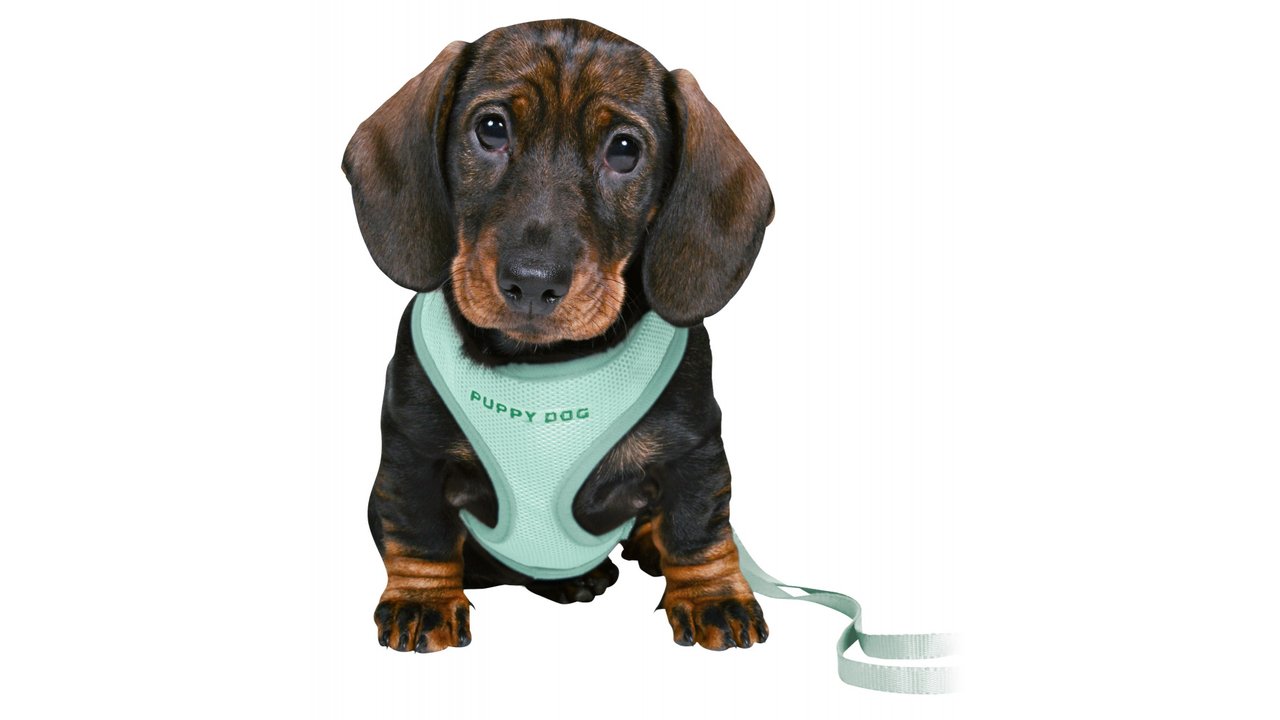 Junior Puppy Soft Harness with Leash - Tuck In Healthy Pet Food & Animal Natural Health Supplies