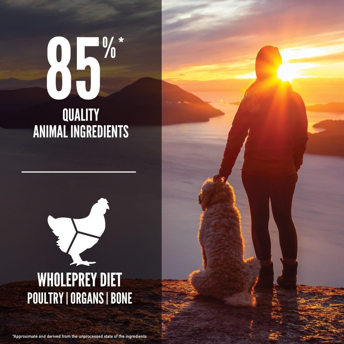 Orijen Senior Dog - Tuck In Healthy Pet Food & Animal Natural Health Supplies