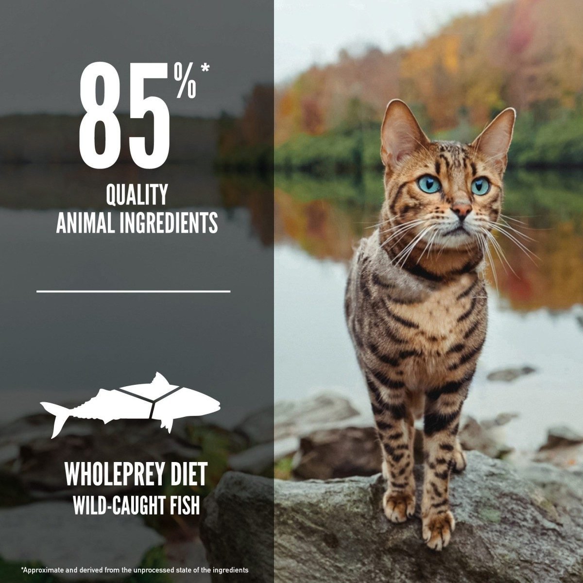 Orijen Six Fish Cat - Tuck In Healthy Pet Food & Animal Natural Health Supplies
