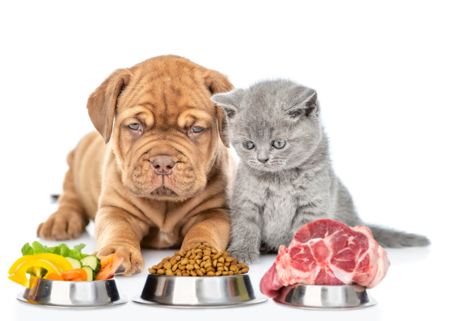 Personalised Nutrition Consult - Tuck In Healthy Pet Food & Animal Natural Health Supplies